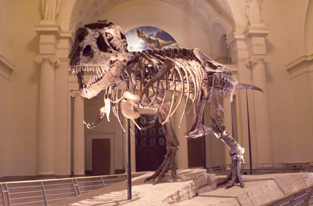 SUE the T. Rex at the Field Museum