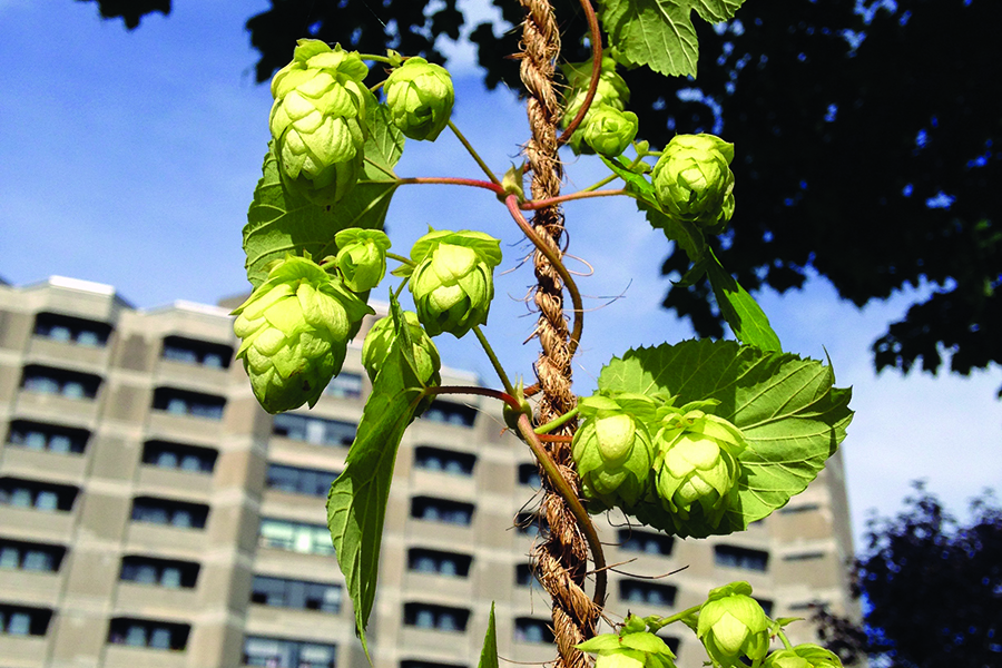 Montreal’s hop project