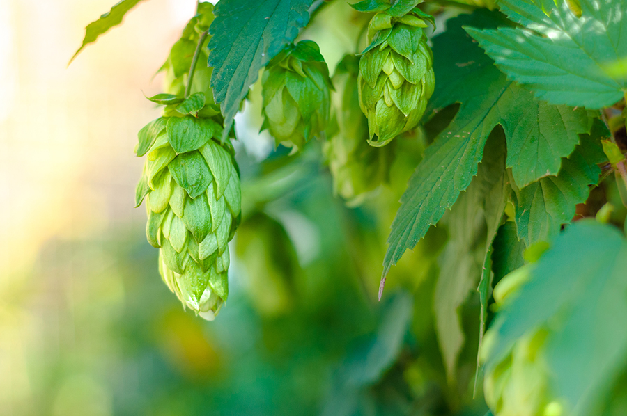 8 up-and-coming hops brewers are digging this year