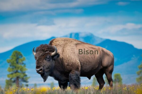 Bison